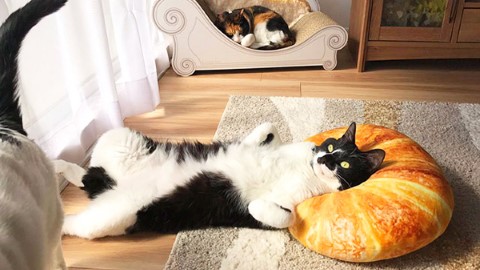 人同貓都啱用 日本牛角包 cushion